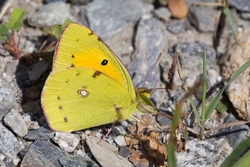 Clouded Yellow