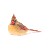 FEMALE CARDINAL, 2019 - PORT RYERSE
