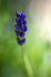 Flower - 9817