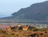 Deer on Exmoor near Porlock