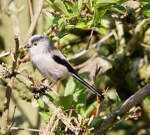 Long Tailed Tit