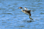 Great Crested Grebe about to land in the water at Farmoor Reservoir