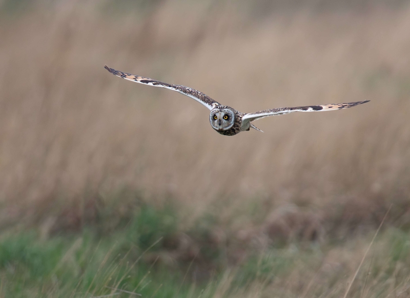 Short Eared Owl