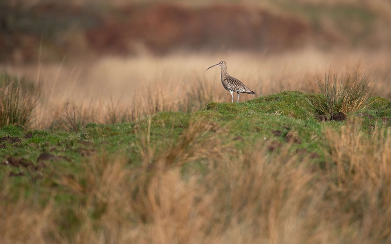 Eurasian Curlew - Isle of Mull - Scotland