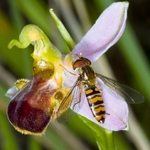 Ophrys apifera (Bee Orchid) var bicolor