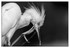 Birds - Monochrome - 07