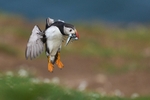 Atlantic Puffin