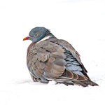 Winter Wood Pigeon