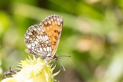 Heath Fritillary