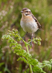 Whinchat 1