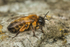 Andrena nigroaenea (f)
