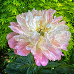 Peony too