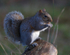 Grey Squirrel feeding while sat on a log at Arne RSPB