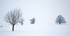 Earth Winter Snow trees_9592