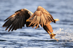 White-tailed Sea-Eagle, eye behind wing, grabs fish from water