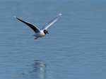 Little Gull portfolio