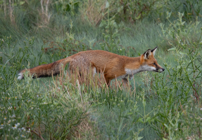 Red Fox - Dee Estuary - North Wales