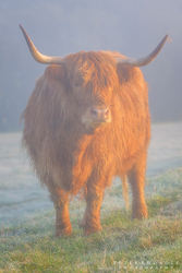 Highland Cow 011