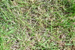 SBM_17530