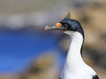 Head of adult Imperial Shag, Carcass Island, Falklands