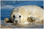 Grey Seal Pup Exploring the Surf 