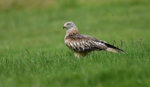 Red Kite