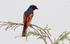 Scarlet Minivet