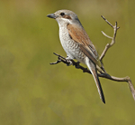Red Backed Shrike