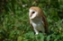 Barn Owl