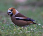 Hawfinch