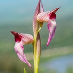 Tongue Orchid (Serapias lingua) 