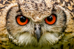 indian eagle owl bubo bengalensis-9616