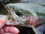 Trout & Dry Fly.