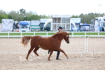 SBM_18733