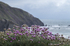 Thrift at Hartland Quay