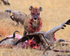 Spotted Hyena chases a White-backed Vulture away from a carcass