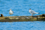 Bonaparte's Gull (juvenile & 1st summer), Knight Inlet, Canada
