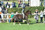SBM_50417