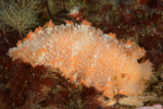 Tritonia hombergi