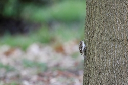 Tree creeper 3
