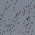 Common Crane (Grus grus) migration