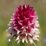  Alpine vanilla orchid ( G. rhellicani  - formerly known as Nigritella ssp. rhellicani) colour form.