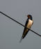 Swallow