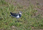 Lapwing