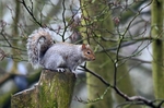 Grey Squirrel