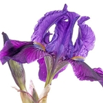 Twin-flowered Iris (Iris bicapitata)