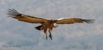 Coming in to land