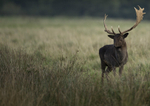 Fallow Deer