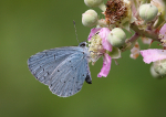 Holly Blue