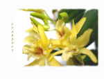 Dendrobium Stardust 2